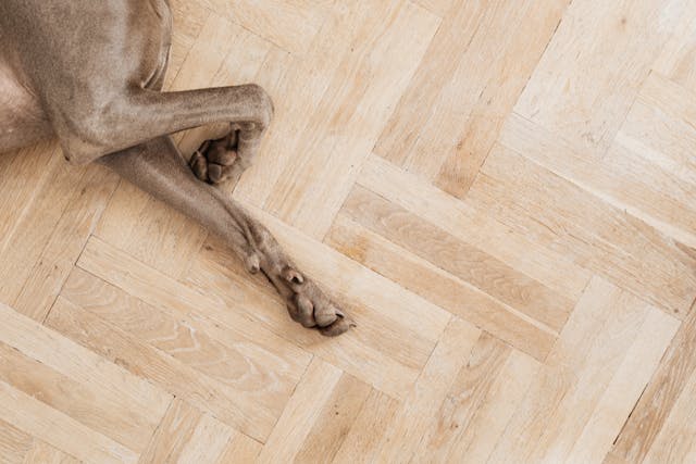 Mejor suelo para perros y mascotas: cómo elegir según raza, uso y desgaste (2026) mejor suelo perros mascotas